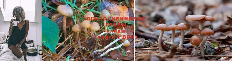 как найти закладки  omg зеркало  Галлюциногенные грибы Magic Shrooms  Буй 